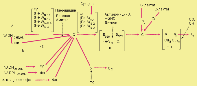 Каким образом энергия окисления преобразуется в энергию АТФ?